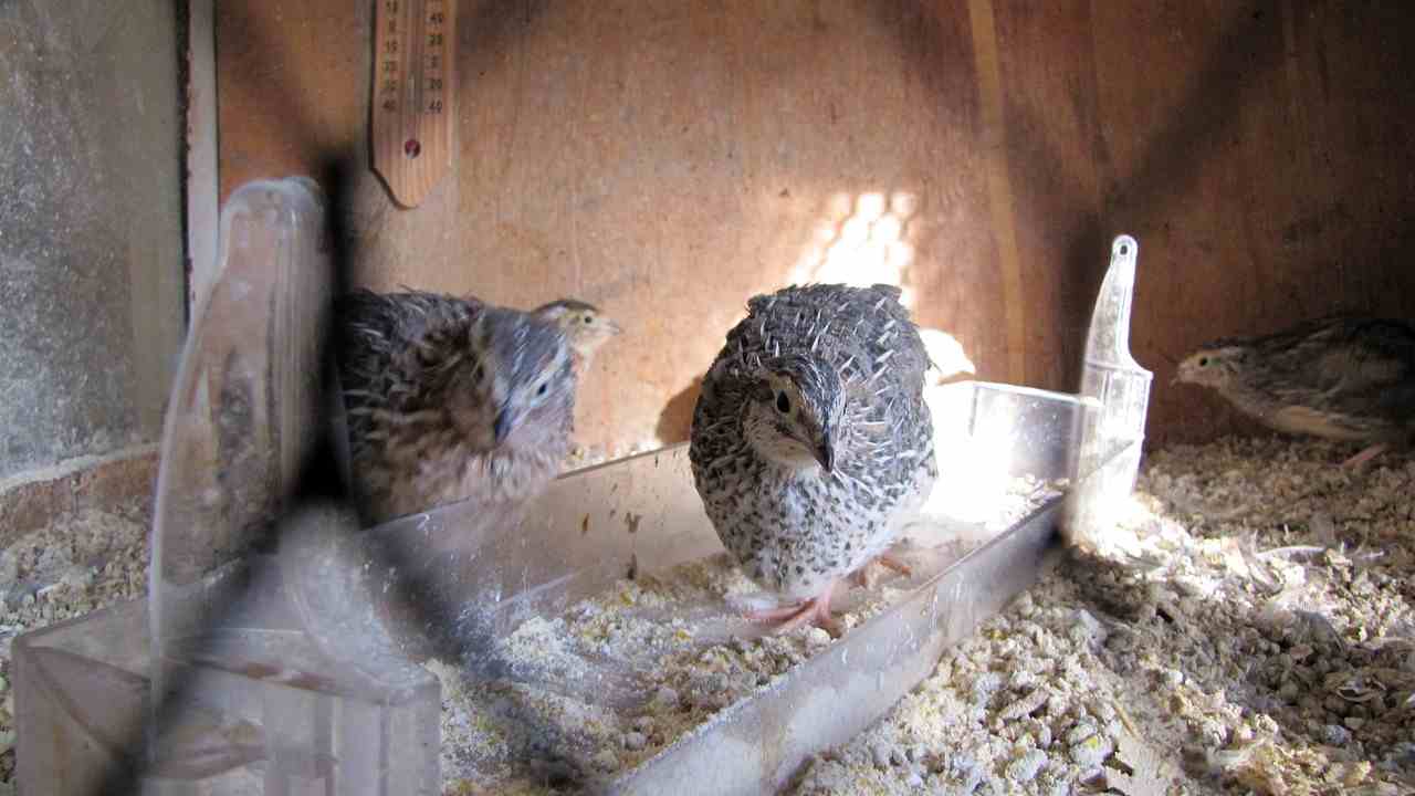quaglie allevamenti