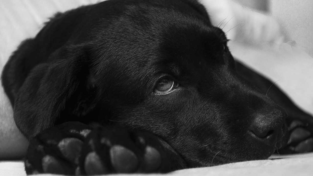 sindrome cane nero adozioni