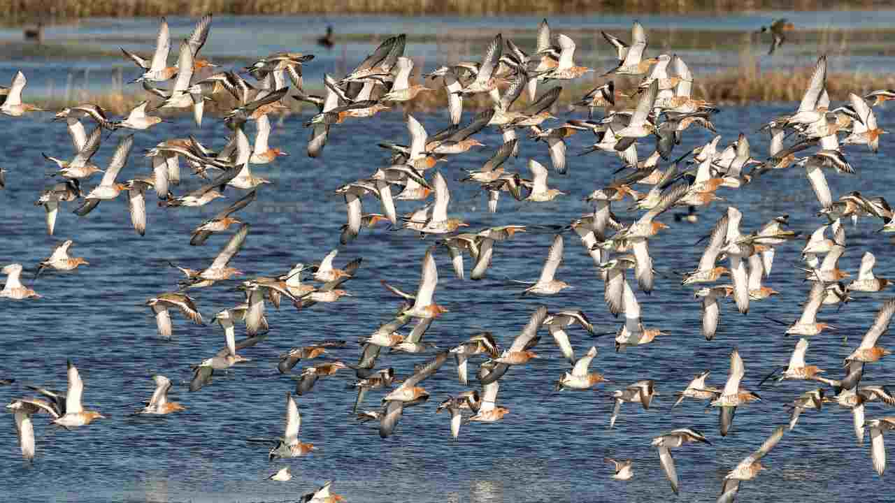 volo recordo uccello migratore