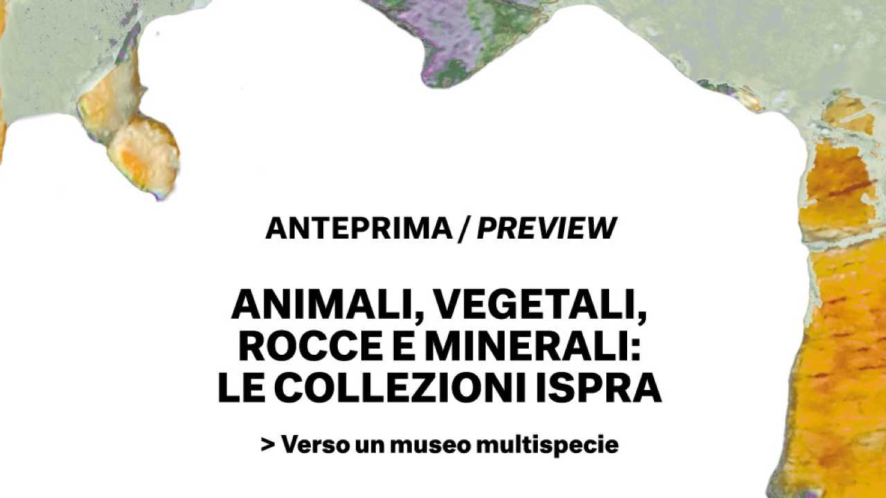 Animali, Vegetali, Rocce e Minerali: collezioni Ispra allestimento Museo delle Civiltà di Roma