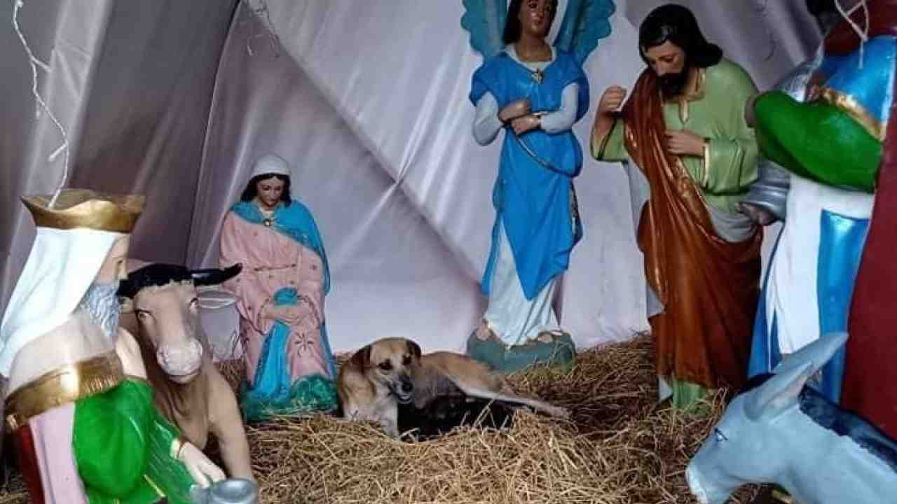 Cane randagio partorisce in un Presepe