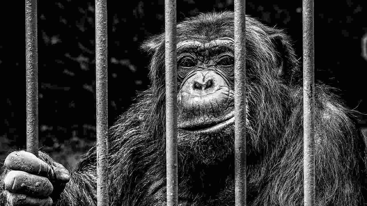 Giornata Internazionale per i Diritti degli Animali