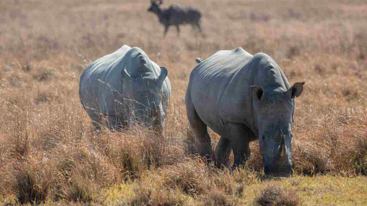 Rinoceronte bianco a rischio estinzione