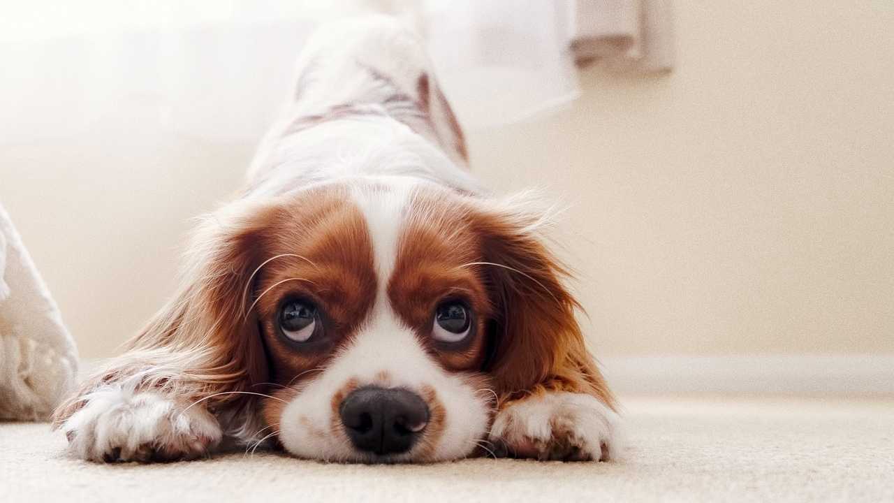 Manovra 2023, dettagli bonus animali domestici