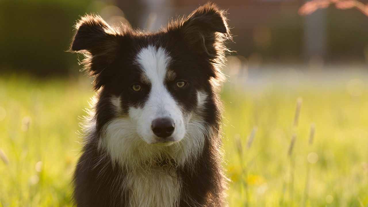 Ansia da prestazione nei cani