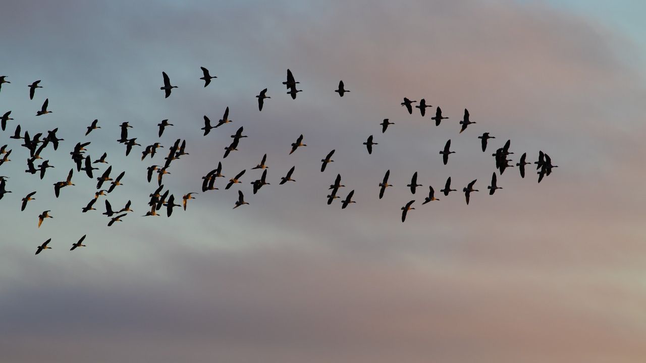 Gli effetti dei botti e degli spari sugli uccelli