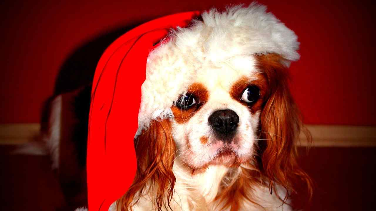Menù di Natale per il cane