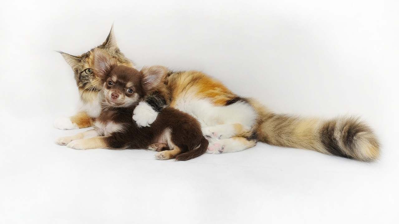 cani e gatti soffrono di stress