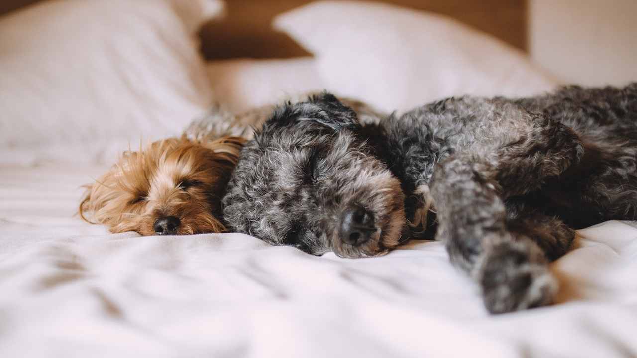 Cani a rischio a causa della marijuana