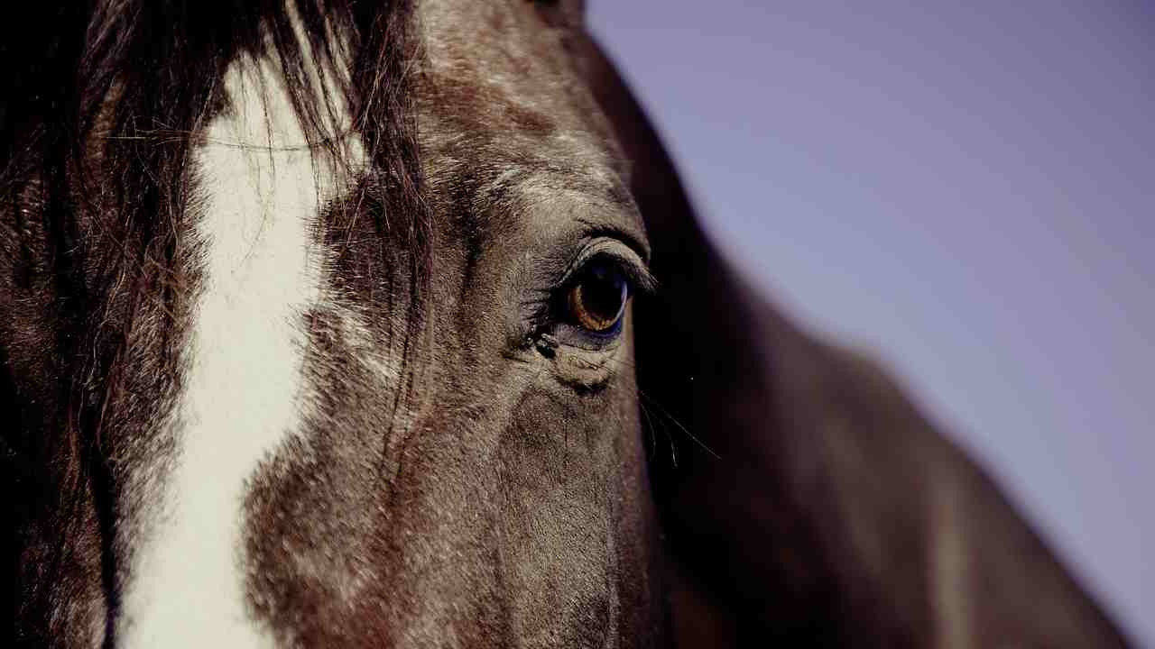 Inchiesta sulla carne di cavallo prodotta in Messico