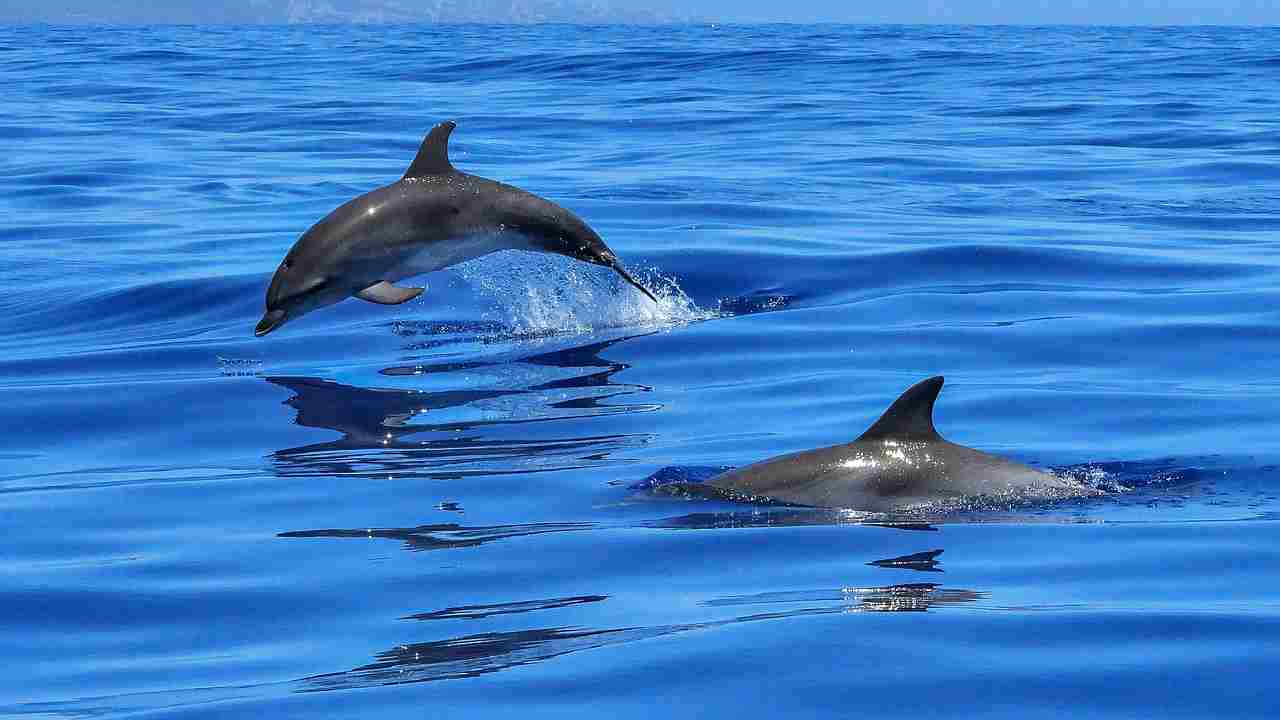 Delfini possono soffrire di Alzheimer