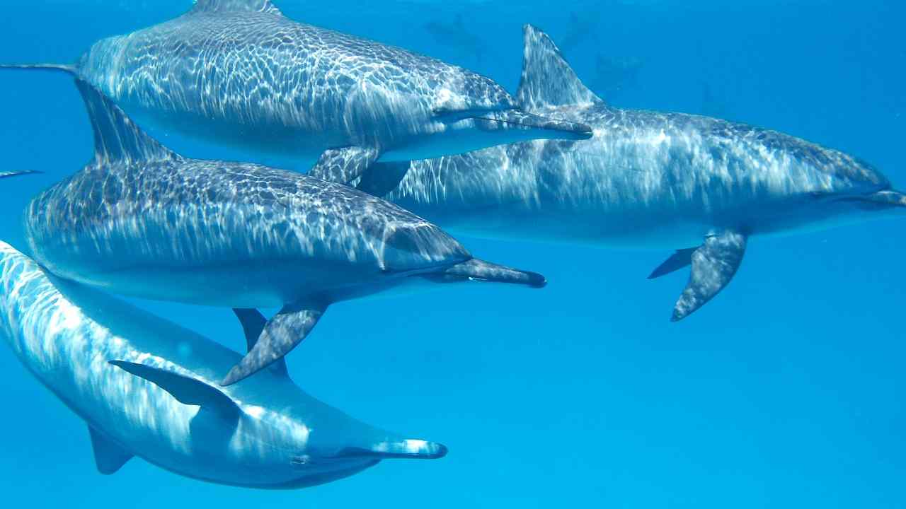 Delfini di fiume a rischio estinzione