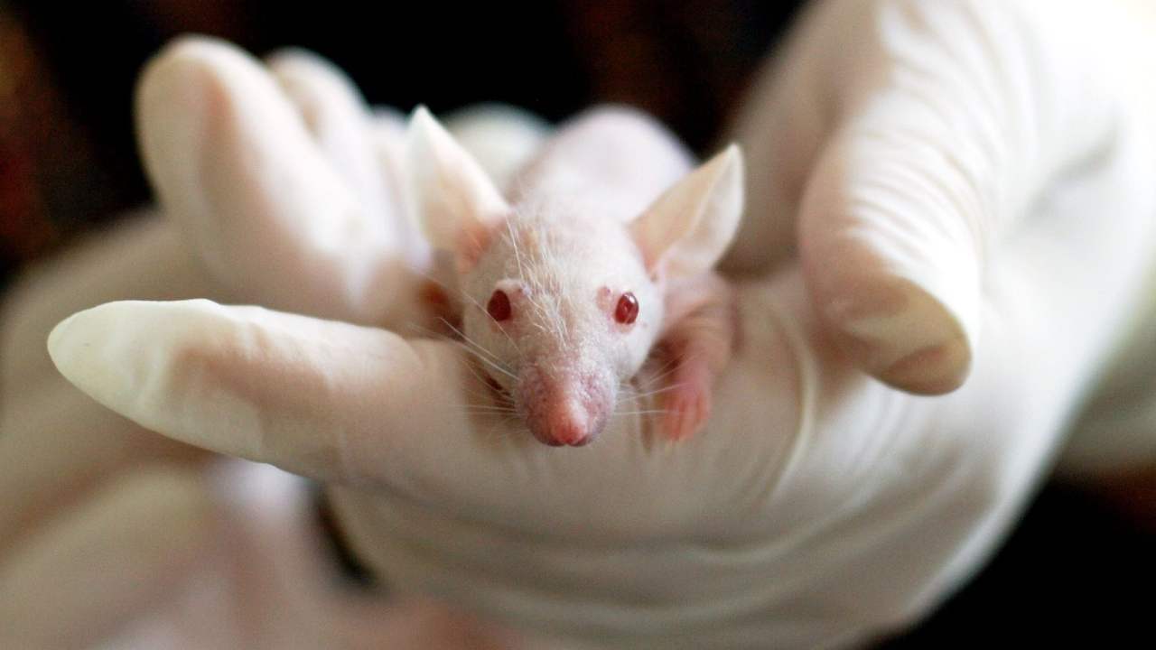 Divieto alla vendita di cosmetici testati sugli animali
