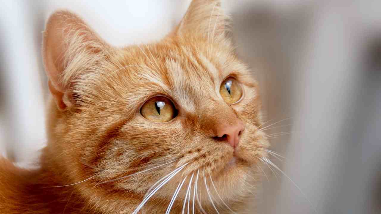 I gatti rossi sono speciali