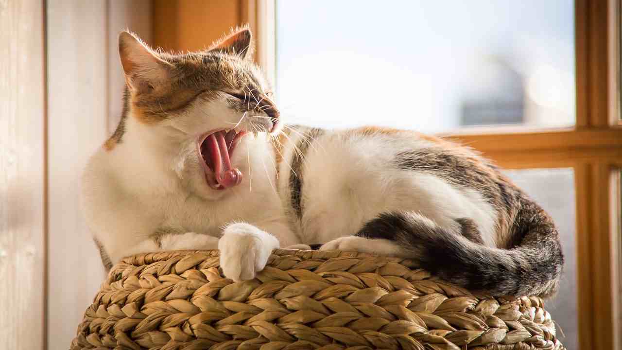 Il gatto morde la cosa