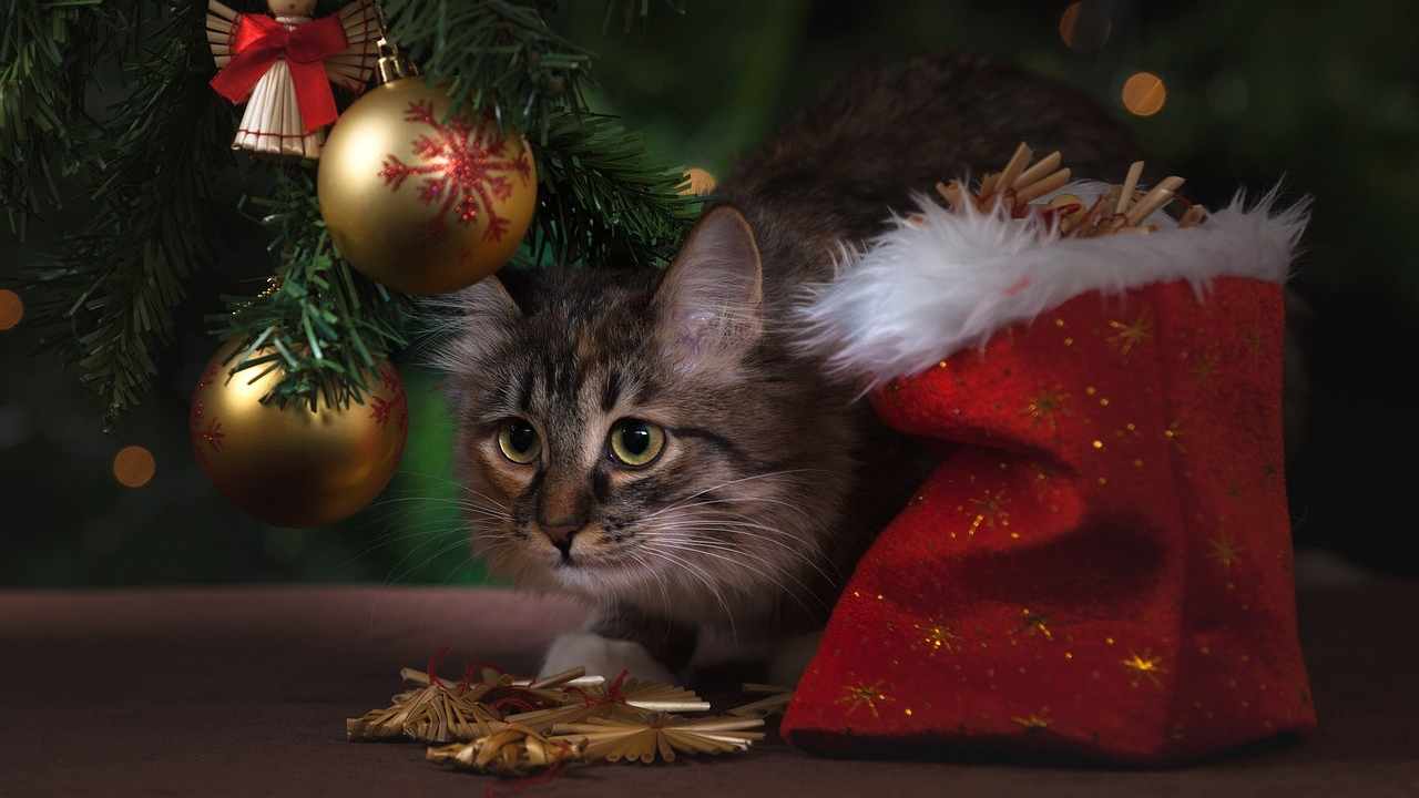 Gatti soffrono di stress natalizio