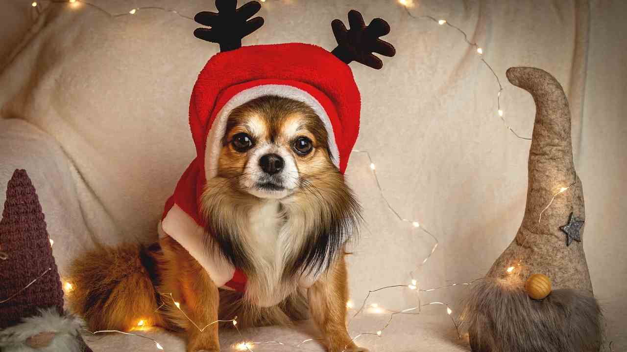 Giochi da regalare ai cani a Natale
