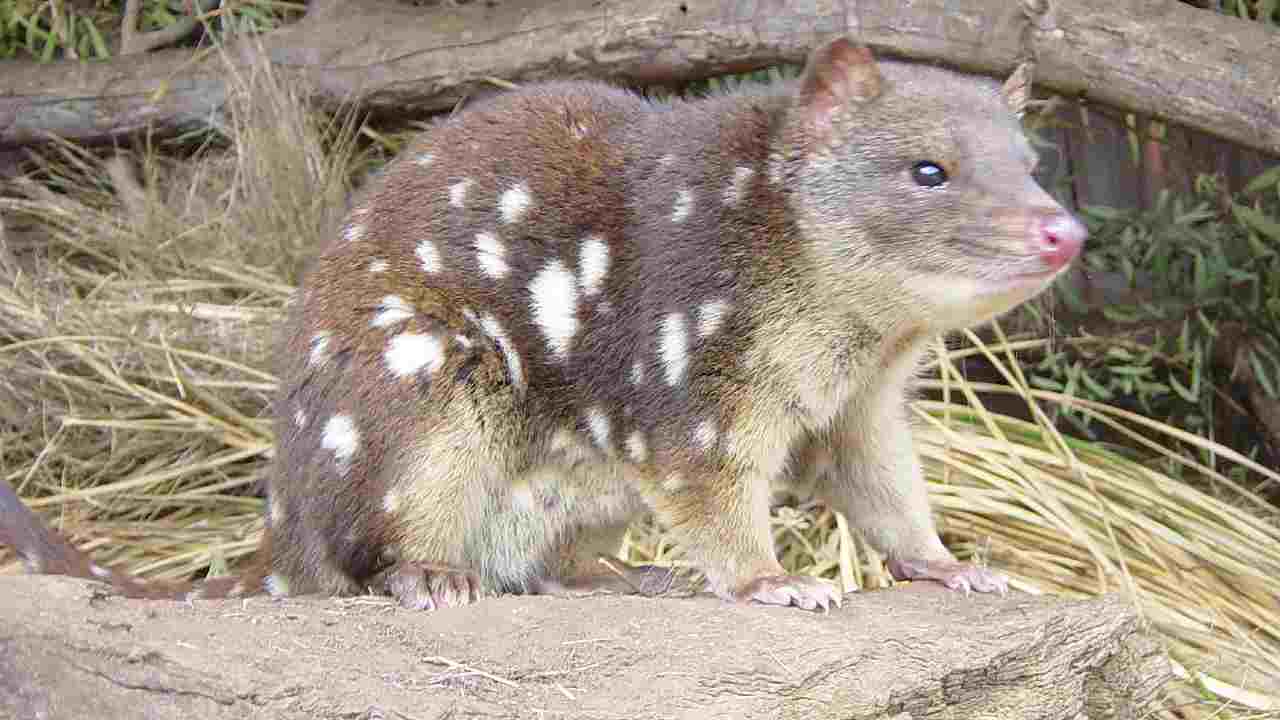 Quoll specie in via d'estinzione