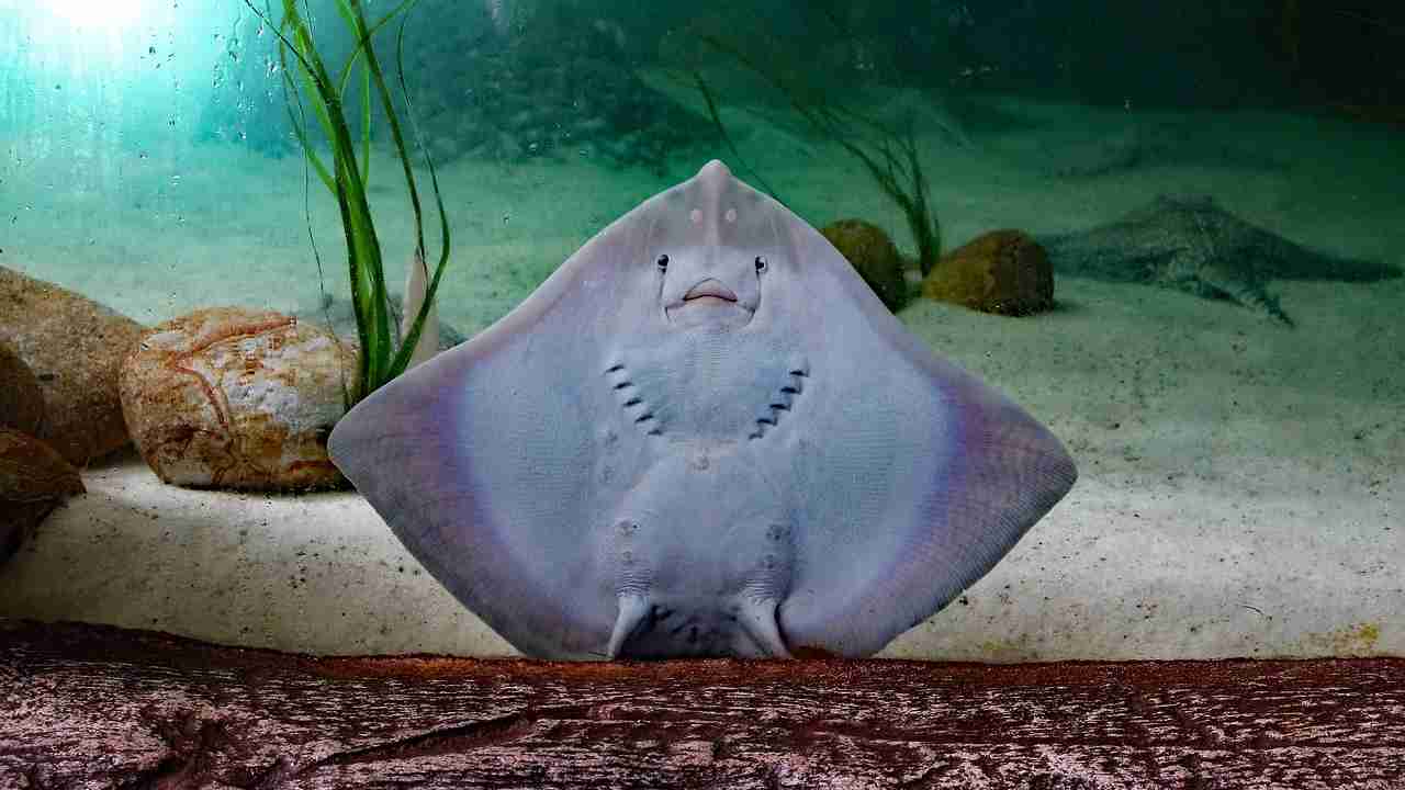 Razze che giocano a calcio in un acquario