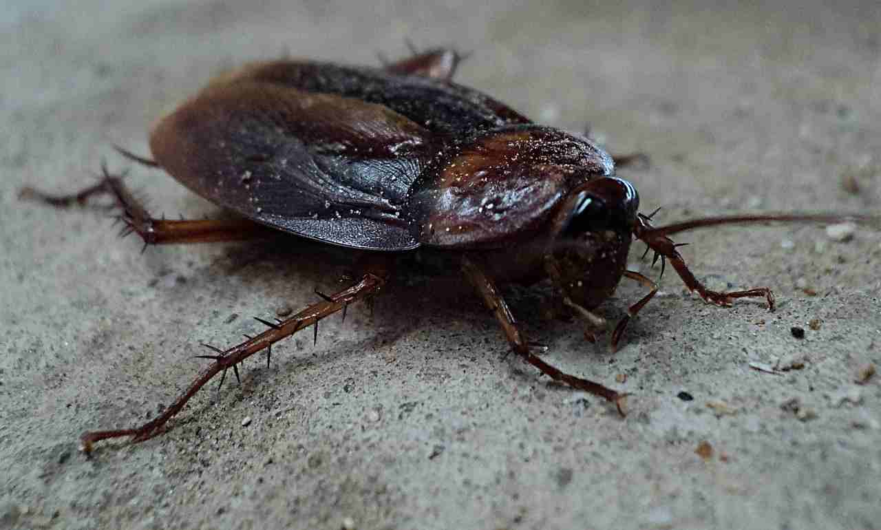 Paura degli insetti scarafaggio