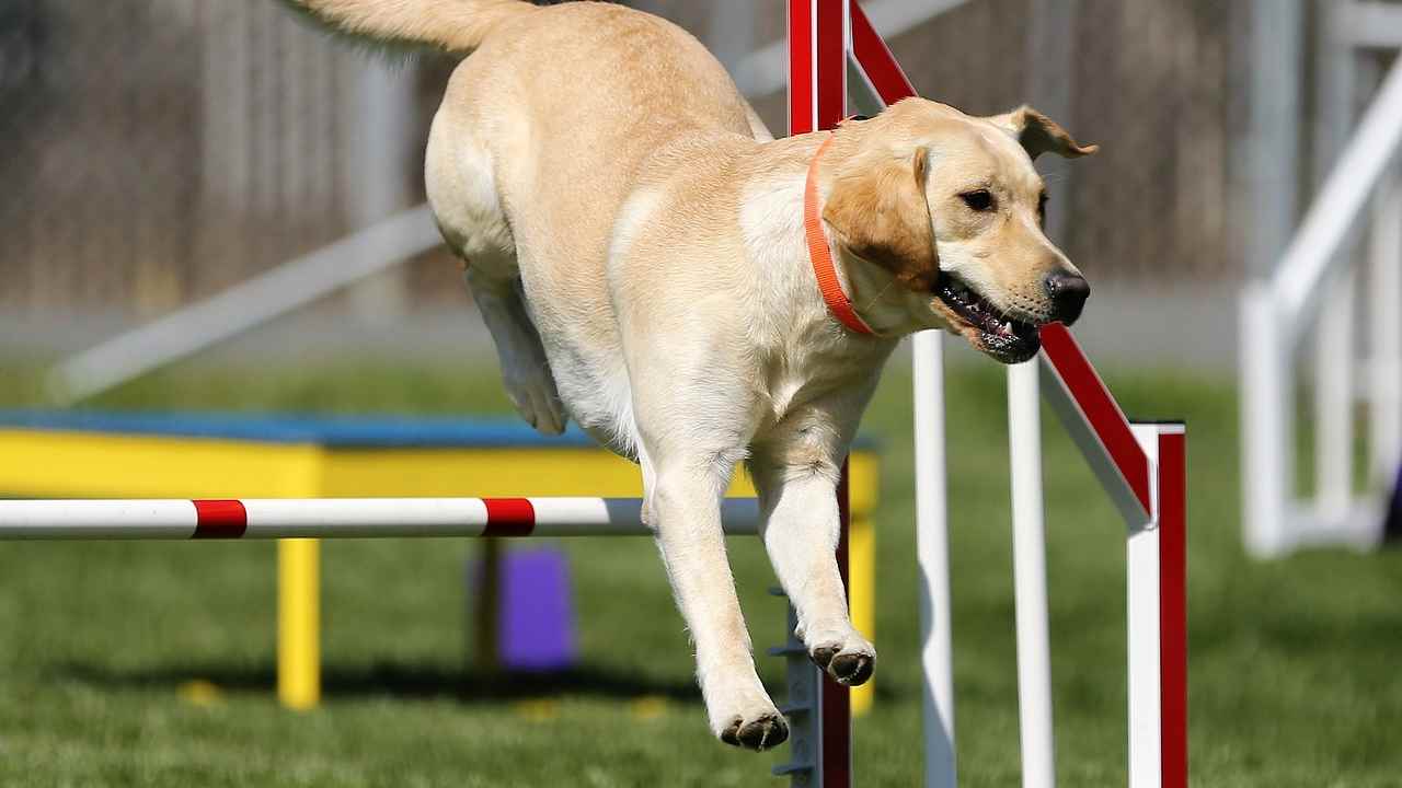 Cane che pratica sport: Agility Dog