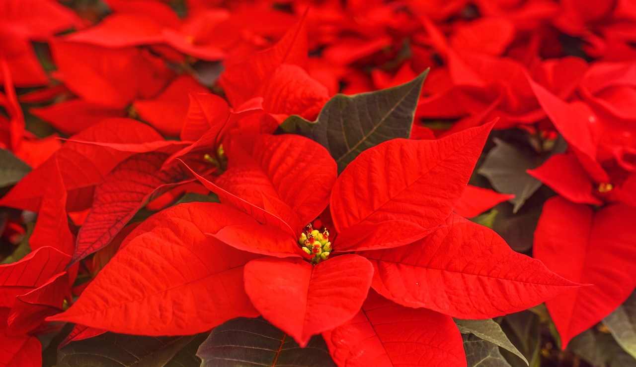 Stella di Natale pericolosa per gli animali
