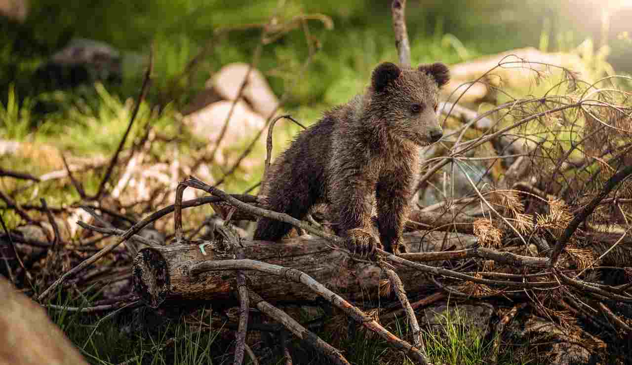 Trappole mettono a rischio la fauna selvatica