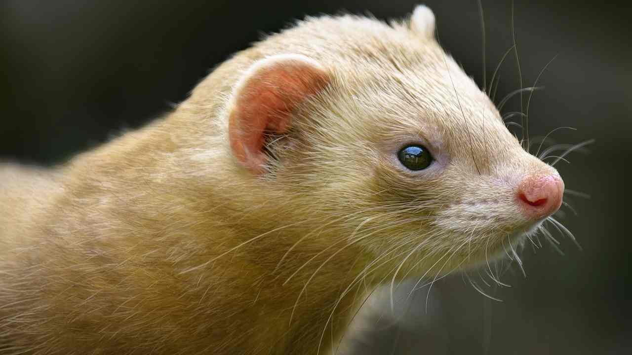 Focolaio di Covid19 in un allevamento di visoni