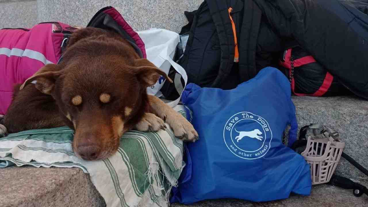 Progetto Save the Dogs per randagi e senzatetto