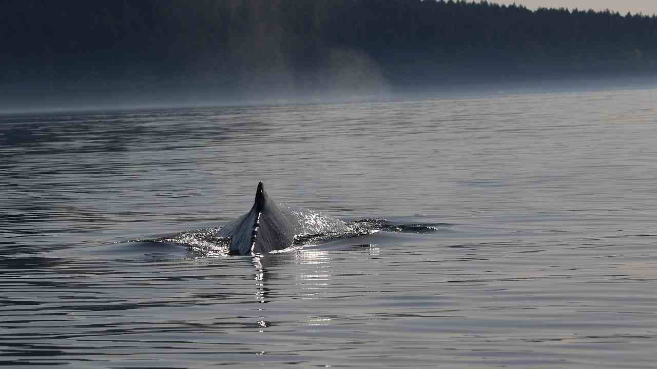 Balena partorisce davanti ai turisti