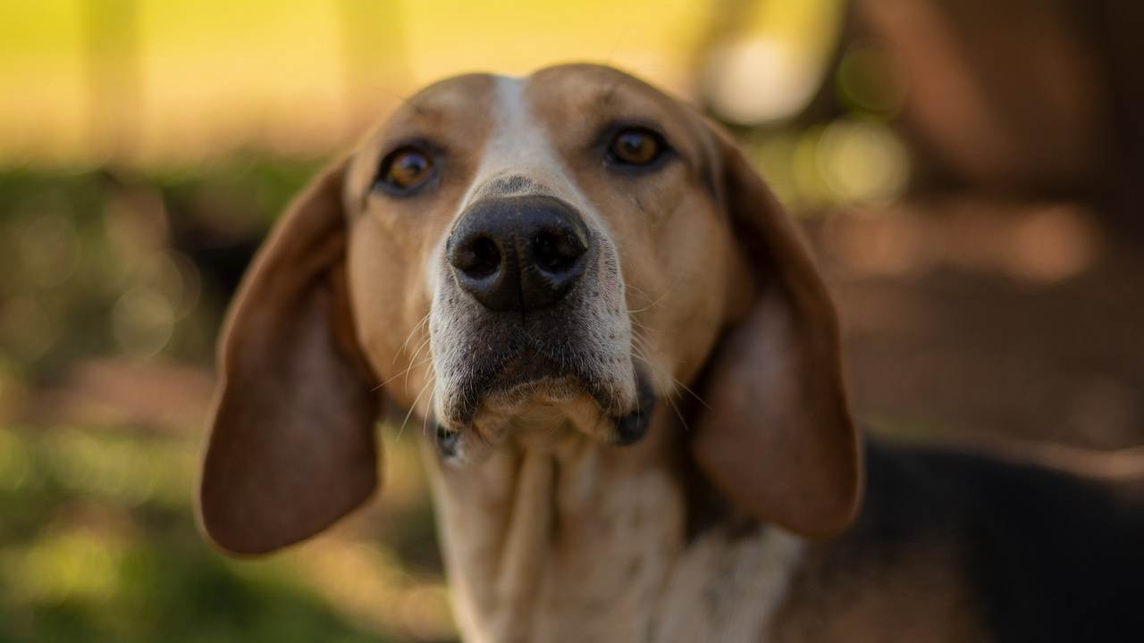 Cane abbandonato chiede aiuto anche per i suoi cuccioli