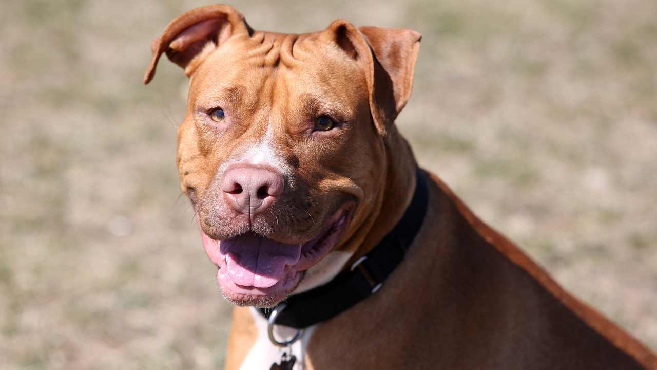 Cane Pit Bull rischia eutanasia