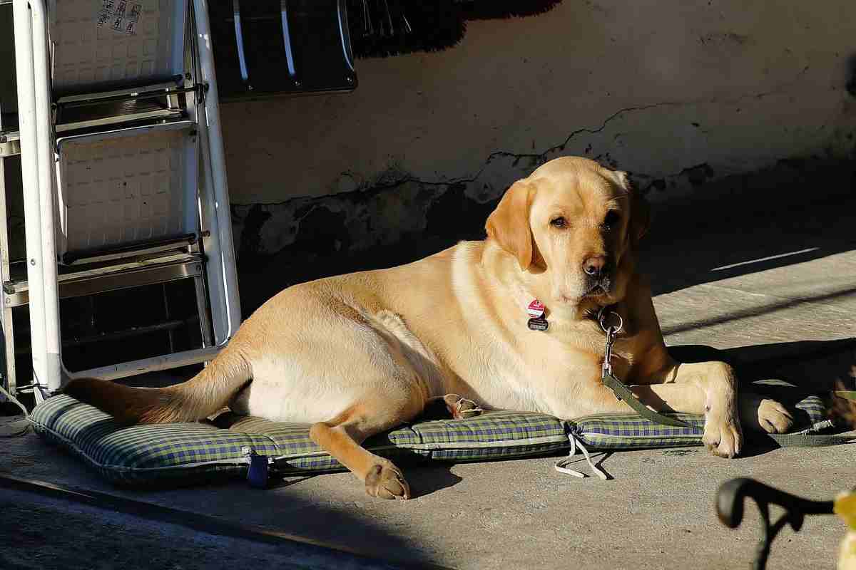 Cane in garage