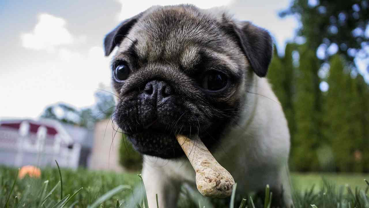 Il cane nasconde l'osso