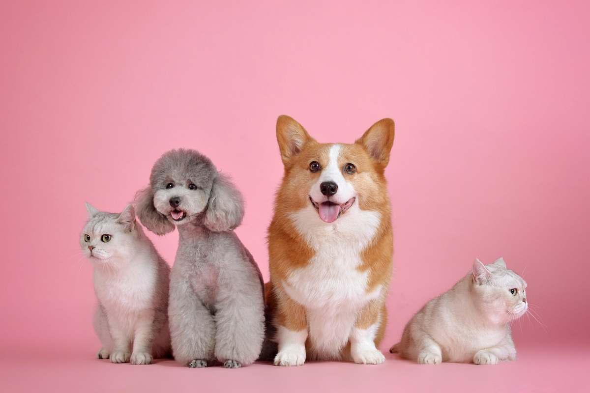Cani e gatti domestici nelle case degli italiani