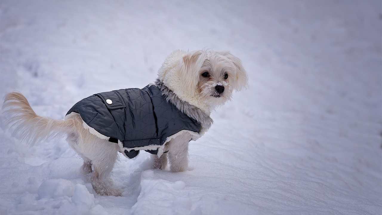 Cappotti per cani