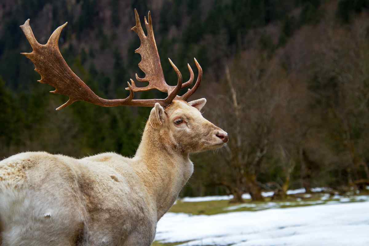 Cervo con grandi palchi