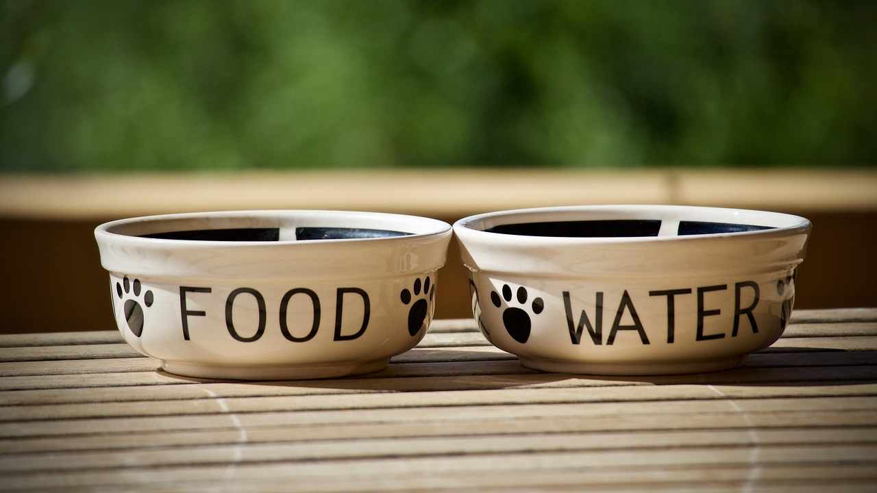 Cibo per cani e gatti
