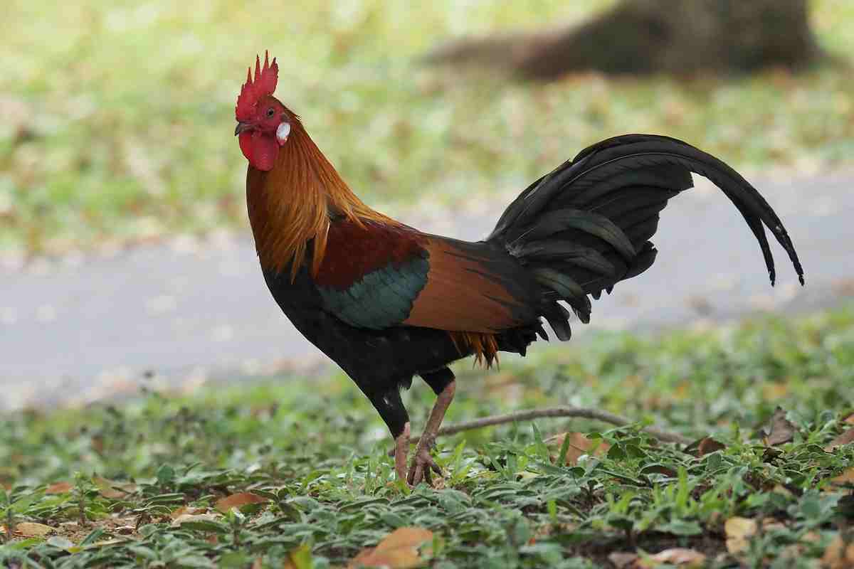 Galli selvatici