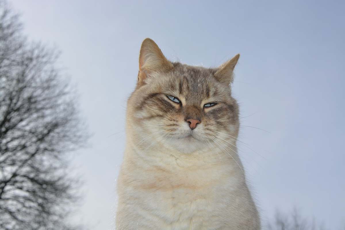 Gatti tengono gli occhi socchiusi