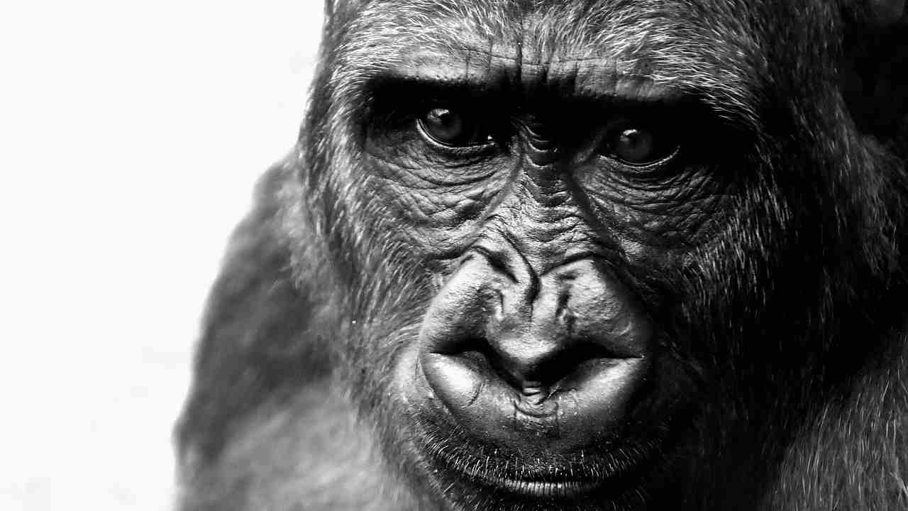 In Italia vive l'ultimo gorilla in cattività