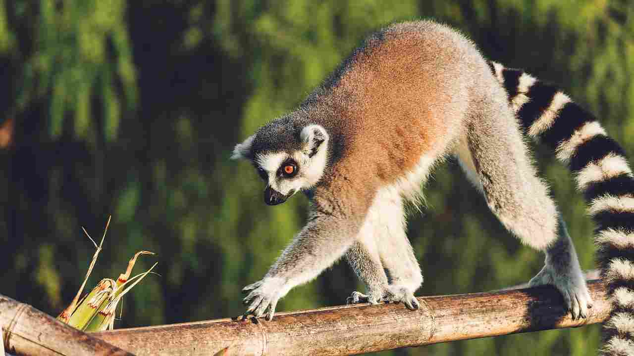 Lemure, esempio di femminismo animale