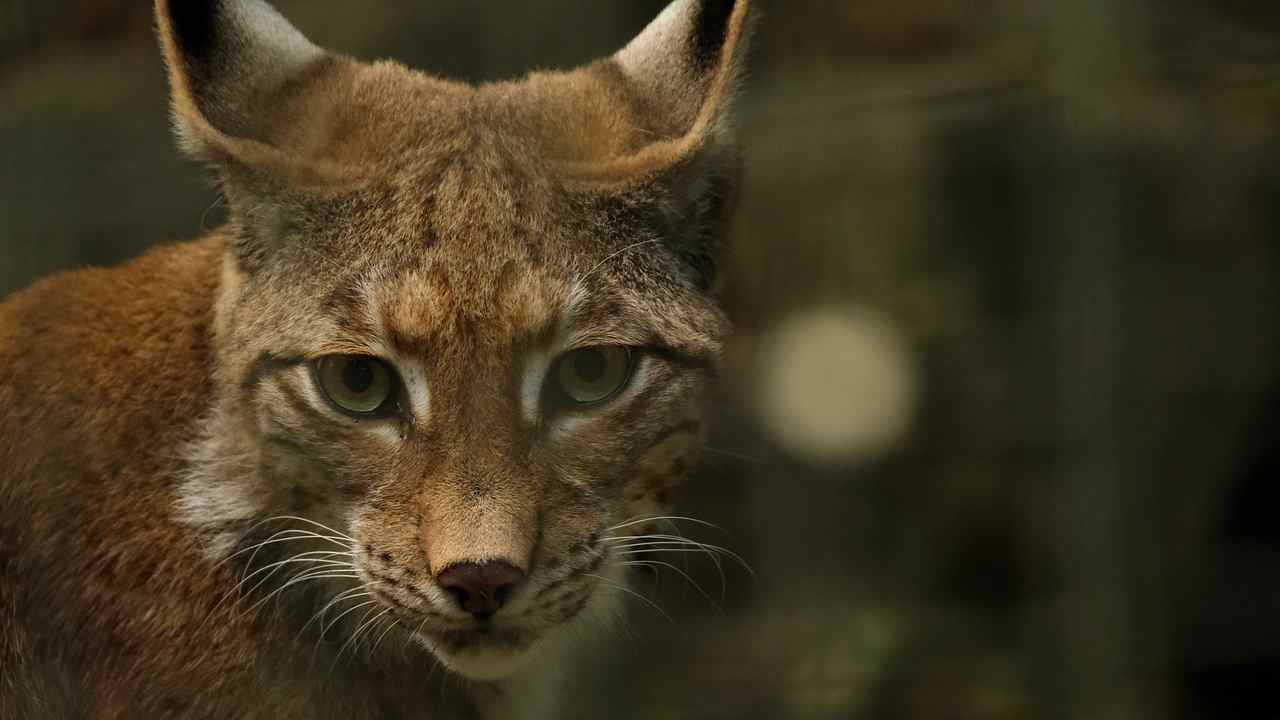 Occhio di lince origine del modo di dire