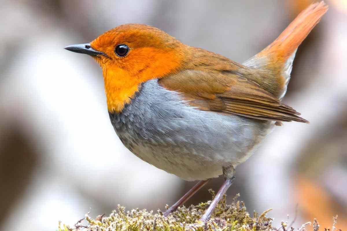 Pettirosso animale simbolo dell'inverno