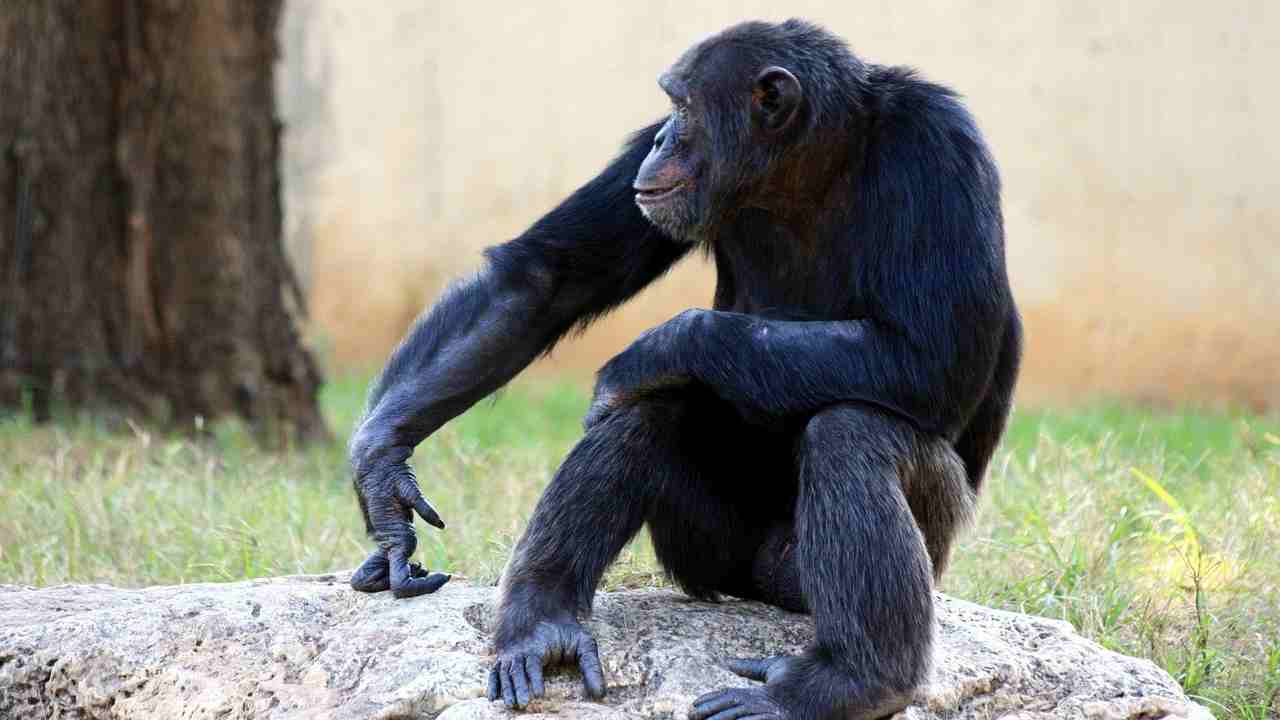 Le scimmie hanno inventato strumenti in pietra