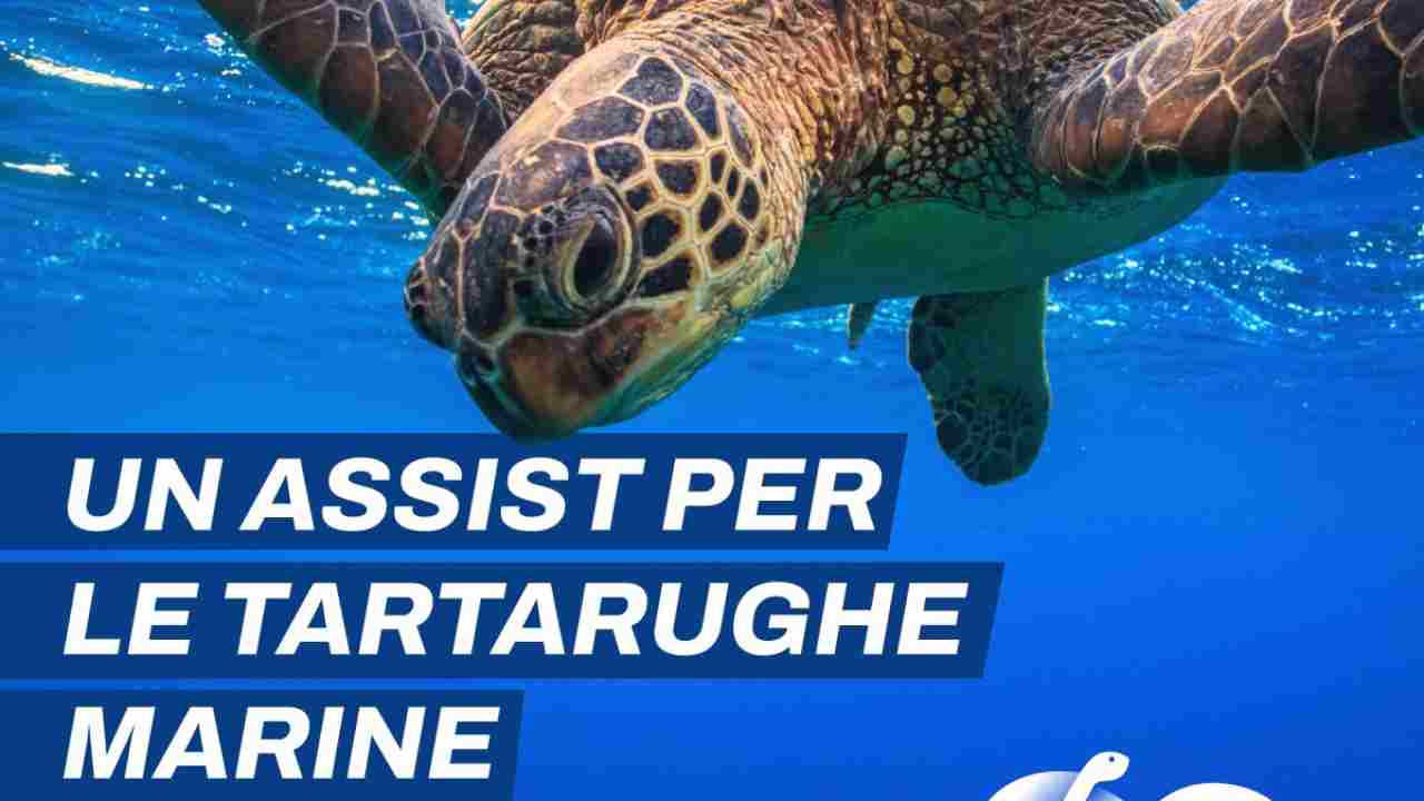 Tartarughe nei maxi-schermi degli stadi