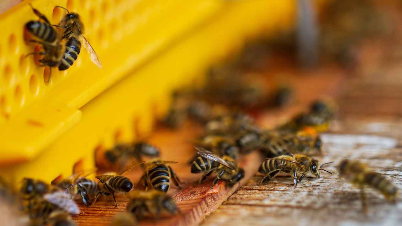Arriva primo vaccino per api