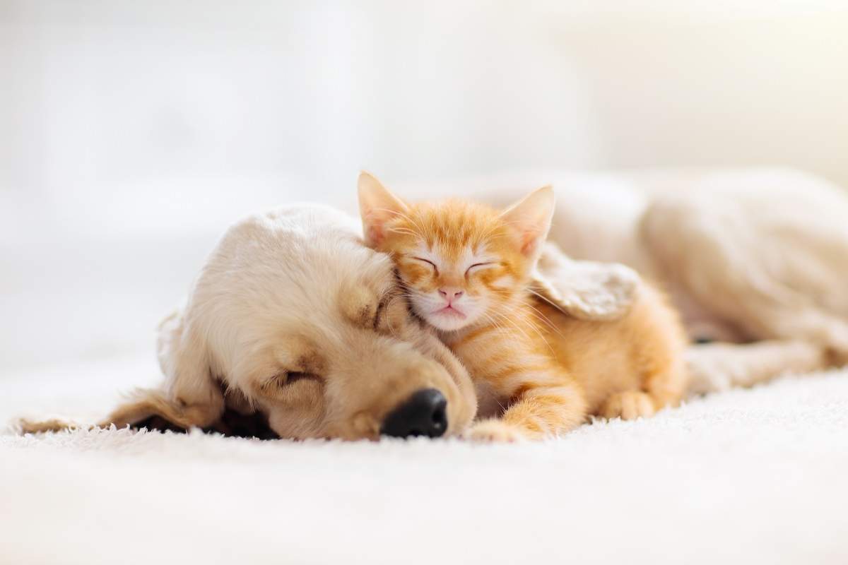 Polizze per animali domestici