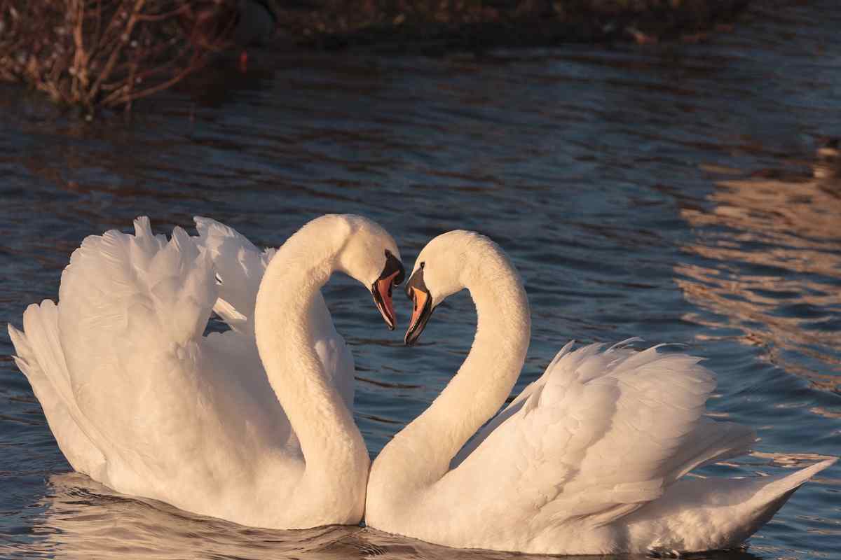 San Valentino regali tra animali