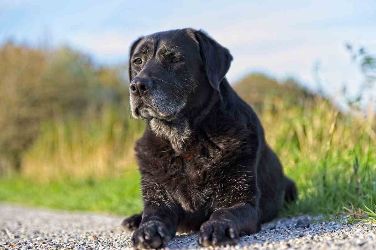 Cane anziano demenza senile